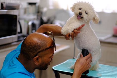 house call dog grooming|house call pet grooming reviews.